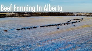 Beef Cattle Farming Alberta Canada [upl. by Brigit599]