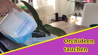 Basiswissen Orchideen tauchen  Zwei Methoden [upl. by Feinberg]