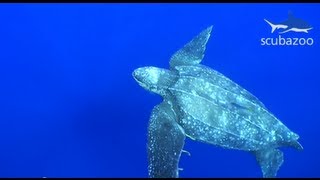 HD Leatherback Turtle footage Dermochelys coriacea [upl. by Ericka549]