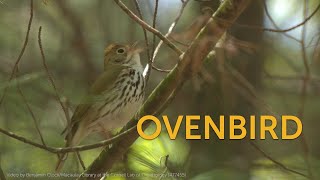 Ovenbird Teacher Teacher [upl. by Accebber]