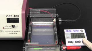 Gel Electrophoresis [upl. by Killie]