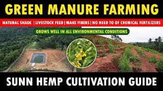 Integrated Green Manure Farming with any Crops  Sunn Hemp Fodder Farming [upl. by Ailegnave762]