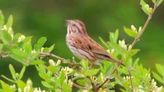 Song Sparrow Singing [upl. by Assitruc264]