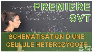 Schématisation dune cellule hétérozygote  erreurs à éviter  SVT  1ère  Les Bons Profs [upl. by Bush]