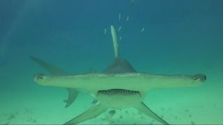 Great hammerhead shark bawi się z nurkami [upl. by Libby399]