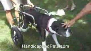 Paralyzed Dog  1st steps in HandicappedPetscom Wheelchair [upl. by Ahcirt]