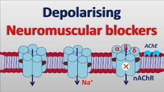 Depolarising neuromuscular blockers [upl. by Smitty]