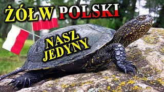 Inwazja ŻÓŁWI BŁOTNYCH w Polsce 🐢 [upl. by Bernhard591]