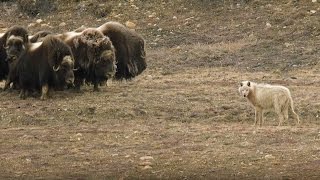 Wolves vs Herd of Muskox  Snow Wolf Family And Me  BBC Earth [upl. by Ultann]