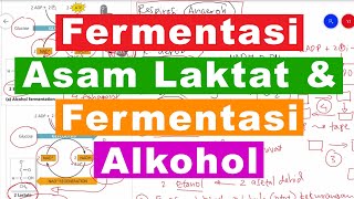 Respirasi Anaerob Fermentasi Asam Laktat dan Fermentasi Alkohol [upl. by Boylston203]