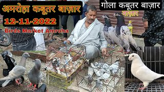 Amroha kabootar market 12112022 Gola kabootar market। Birds market India [upl. by Paulie]