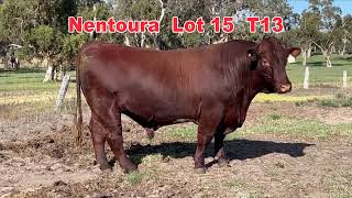 2024 Naracoorte Shorthorn Bull Sale NENTOURA Lot15 T13 [upl. by Ahsienahs]