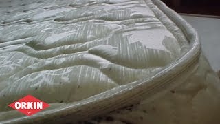 Treating Bed Bugs  Orkin Commercial Services [upl. by Wrightson425]