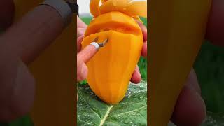 Delicious Mango Fruitcutting  Farm fresh ninja fruit cutting fruit [upl. by Sihonn]