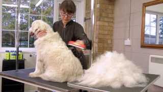 FURminator for Dogs Video [upl. by Gnauq422]