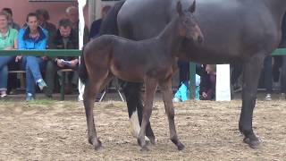 StalypsoCornado II filly  05 2017 for sale [upl. by Yuma]