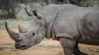 Rhinocéros Le Géant de la Savane et ses Mystères  Documentaire [upl. by Modnar57]