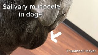 MedVet HospitalHumongous tissue mass removal surgery consultationSalivary Mucocele in dogs [upl. by Bat]