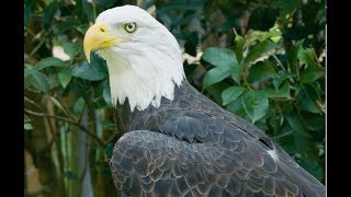 Bald Eagle vs Golden Eagle [upl. by Yebot32]