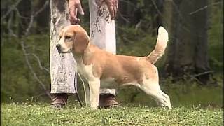 Beagle  AKC Dog Breed Series [upl. by Nataniel]