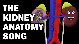 KIDNEY ANATOMY SONG [upl. by Ardnoed]