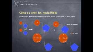 Tema 6 II  Ácidos nucleicos [upl. by Darahs]