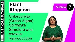 Plant Kingdom  NEET  Chlorophyta Green Algae  Spirogyra  Structure and Asexual Reproduction [upl. by Urion]