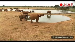 Safari live from Kenya  SkylineWebcams [upl. by Garrik]