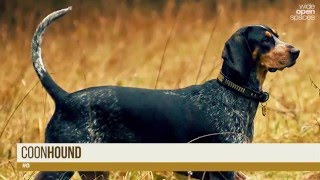 Top 10 Hunting Dog Breeds [upl. by Wehttan]