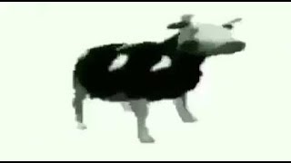 Polish cow lyrics [upl. by Clyde]