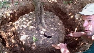 How to Transplant a Tree or Shrub  Newtown CT Landscaper  Landscape Designer [upl. by Wales909]