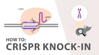 How to perform a CRISPR Knockin Experiment [upl. by Nosak]