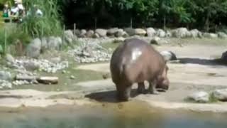 Hippo farting colour bass edition [upl. by Ardnahc870]