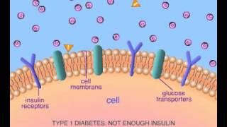 mechanism normal diabetes 1 and 2 [upl. by Arthur]