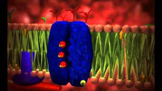 Animação funcionamento da celula biologia celular [upl. by Ahsilak]