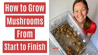 How to Grow Mushrooms from Start to Finish in a Monotub [upl. by Imrots893]