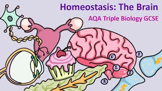 GCSE Science Biology AQA  Homeostasis The Brain [upl. by Nayllij]