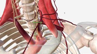 Subclavian Artery  Anatomy Branches amp Relations [upl. by Nilyac]