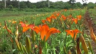 Vivero Amoité de Hemerocallis [upl. by Husha605]