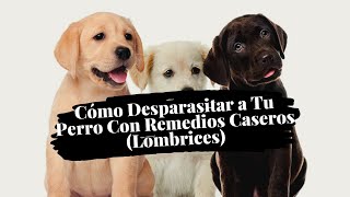 Cómo Desparasitar a Tu Perro Con Remedios Caseros Lombrices [upl. by Warford]