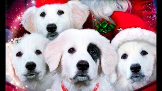 SANTA PAWS 2 Los Cachorros de Santa Can Trailer español latino [upl. by Duquette746]