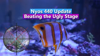 Nyos 440 Update  Beating the Ugly Stage  Cyano Hair Alage and a new fish [upl. by Gibbons]