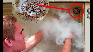 Dry Ice vs Wasp Nest  Keeping Wasps as Pets [upl. by Naquin]