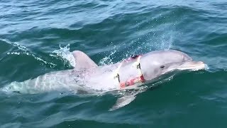 US Navys MineHunting Dolphin Returning From Mission [upl. by Isteb]