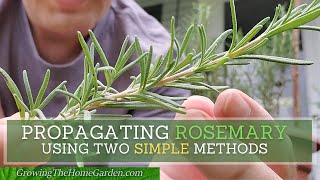 How to Propagate Rosemary from Cuttings using Two SIMPLE Methods [upl. by Ailekahs]