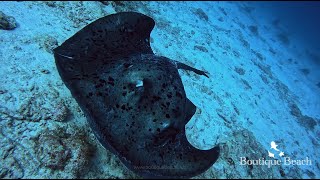 131124  Dives at Kudima Wreck amp Dhigurah Arches South Ari Atoll  Maldives [upl. by Woolley452]