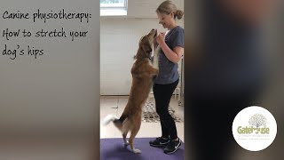 Canine Physiotherapy How to Stretch your dogs hips  useful for hip dysplasia or arthritis [upl. by Bainter]