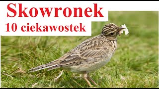 Skowronek  10 ciekawostek [upl. by Kries]