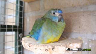 Turquoisine parkiet  Turquoisine parakeet [upl. by Nady227]