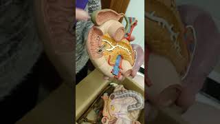 Practical Anatomy  GIT Module  Duodenum amp Gallbladder [upl. by Leynad401]